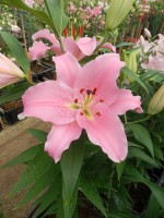 [5244 Emani 2N No02.JPG]